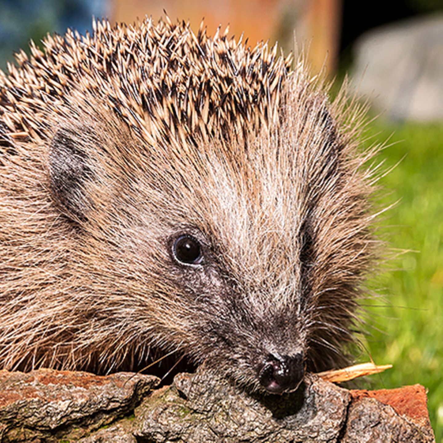 Bastelanleitung: Unterschlupf für den Igel