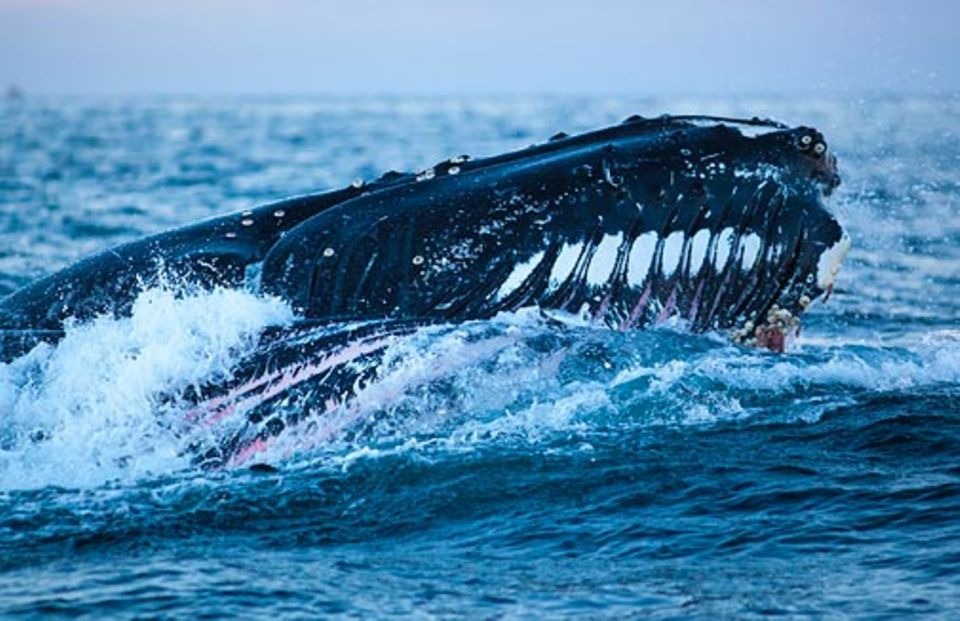 Wale vor Norwegen: Extrem dehnbar: In den Kehlsack eines Buckelwals passen tausende Liter Wasser