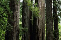 Redwood Nationalpark, Kalifornien