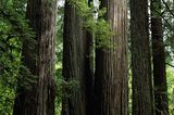 Redwood Nationalpark, Kalifornien