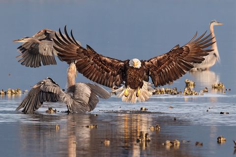 Audubon Photography Awards: Ausgezeichnete Vogelbilder