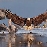 Grand Prize Winner: Adler und Reiher