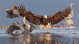Grand Prize Winner: Adler und Reiher