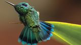 Gewinnerin in der Kategorie “Fine Art”: ein Kolibri