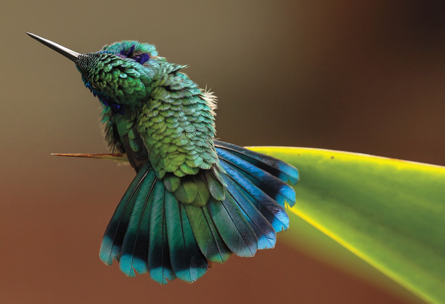 Gewinnerin in der Kategorie “Fine Art”: ein Kolibri