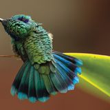 Gewinnerin in der Kategorie “Fine Art”: ein Kolibri