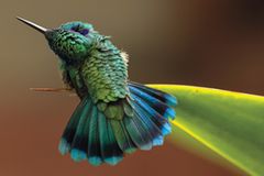 Gewinnerin in der Kategorie “Fine Art”: ein Kolibri