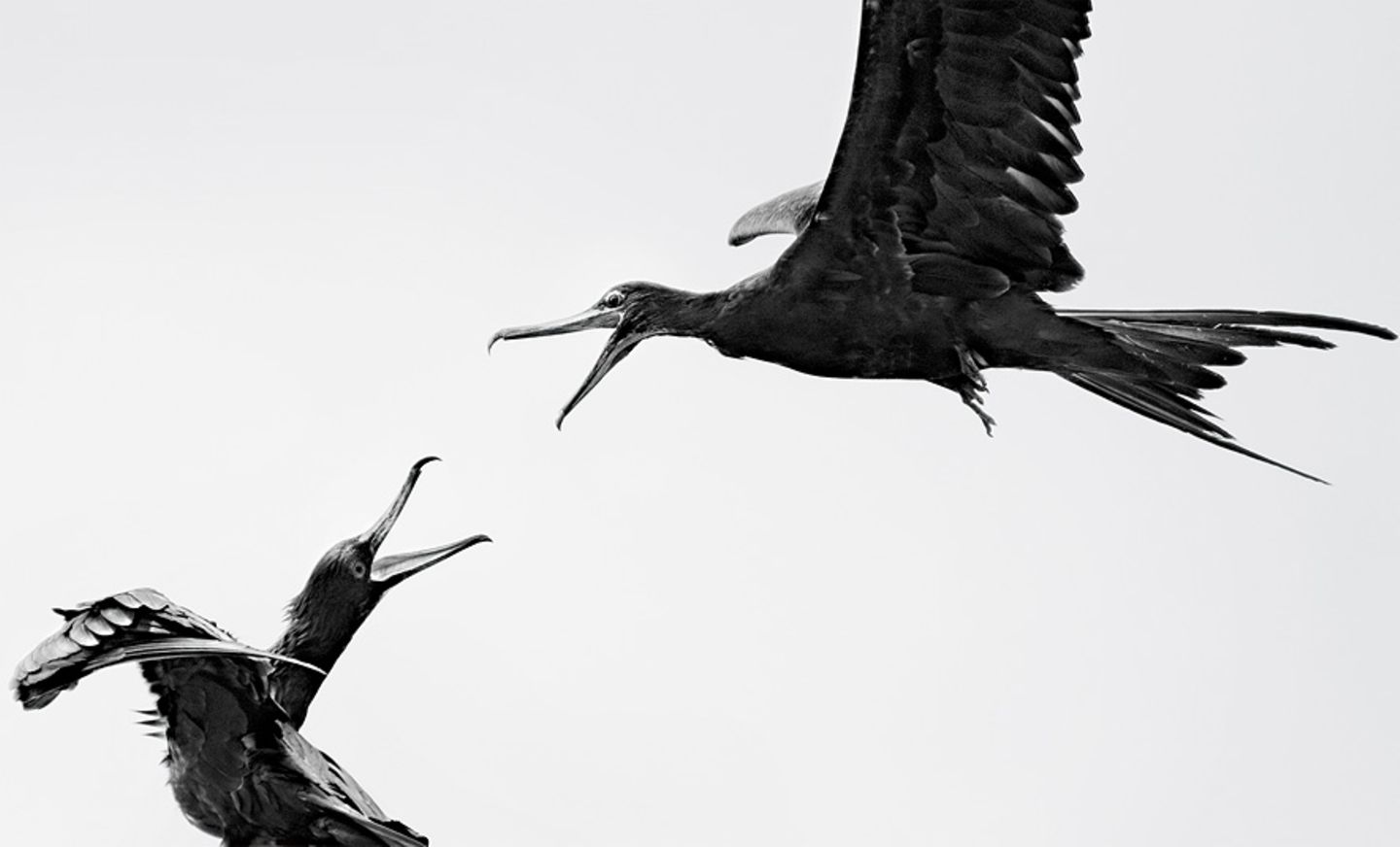 Gewinner in der Kategorie "Youth": Ein Fregattvogel