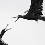 Gewinner in der Kategorie "Youth": Ein Fregattvogel