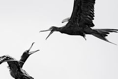 Gewinner in der Kategorie "Youth": Ein Fregattvogel