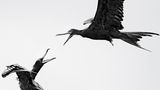 Gewinner in der Kategorie "Youth": Ein Fregattvogel