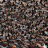 Gewinner in der Amateur-Kategorie: Schwarzhalstaucher