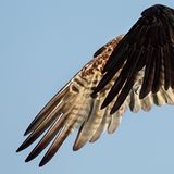 Gewinner in der Kategorie "Professional": ein Fischadler