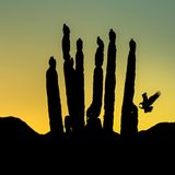 Kategorie "Honourable Mention/Fine Art": Truthahngeier