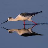 Kategorie "Honourable Mention/Amateur": ein Stelzenläufer