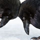 Kategorie "Honourable Mention/Amateur": zwei Raben