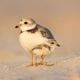 Kategorie "Honourable Mention/Amateur": der Gelbfuß-Regenpfeifer