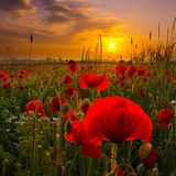 GEO Leserfoto: Die besten Leserfotos: Juni 2016 - Bild 9