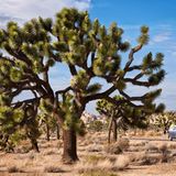 Familienabenteuer im Kult-Bulli