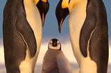Kaiserpinguine