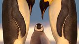 Kaiserpinguine