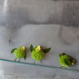 Vögel