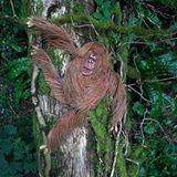 Orang-Utan