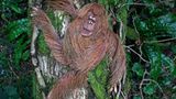 Orang-Utan