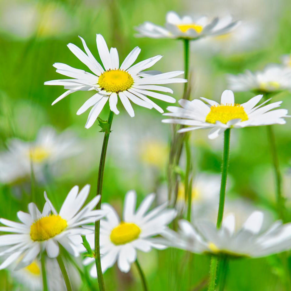 Margeriten