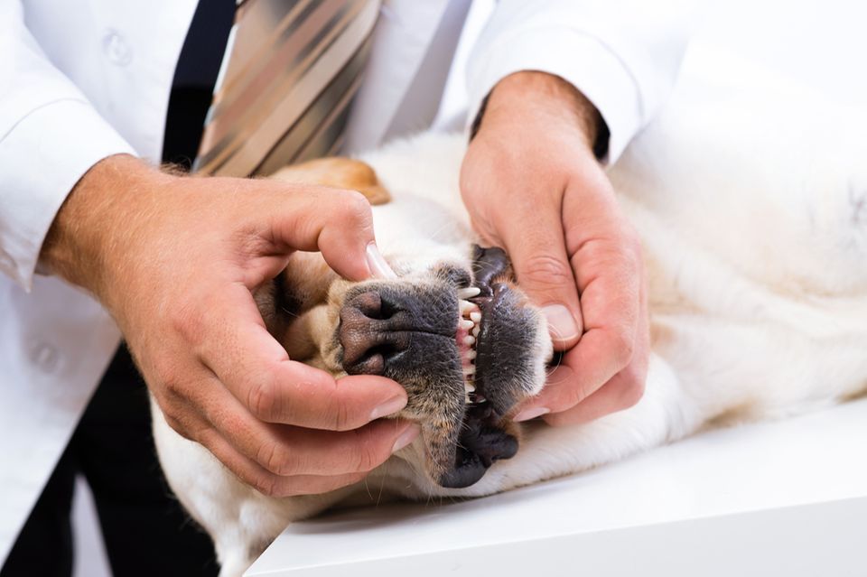 Beruf: Ein Tier-Zahnarzt untersucht die Zähne eines Hundes