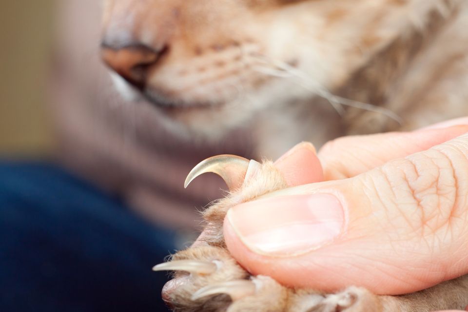 Beruf: Tierheilpraktiker/in