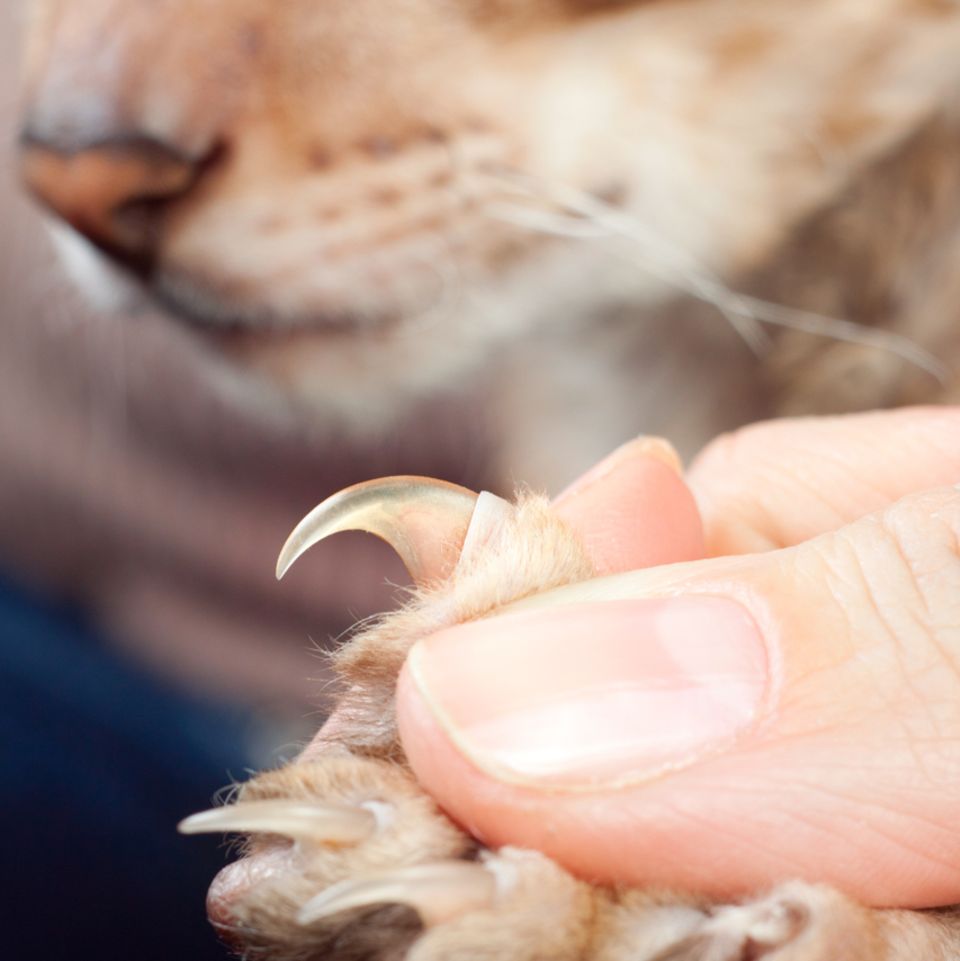 Beruf: Tierheilpraktiker/in