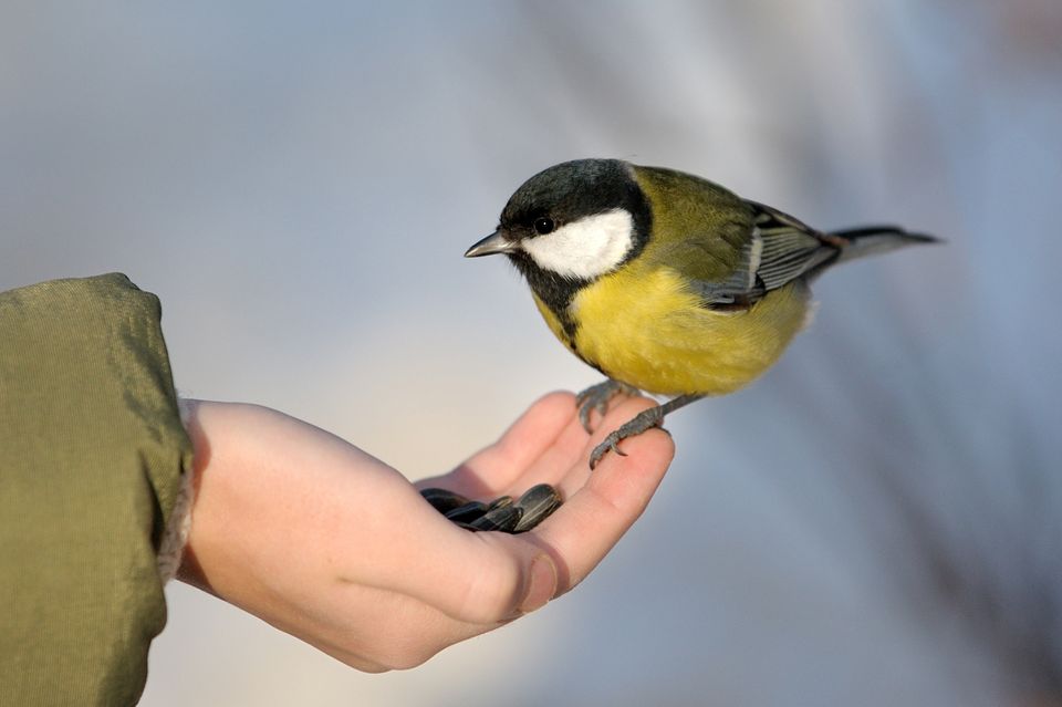 Englische Redewendung: A bird in the hand is worth two in the bush