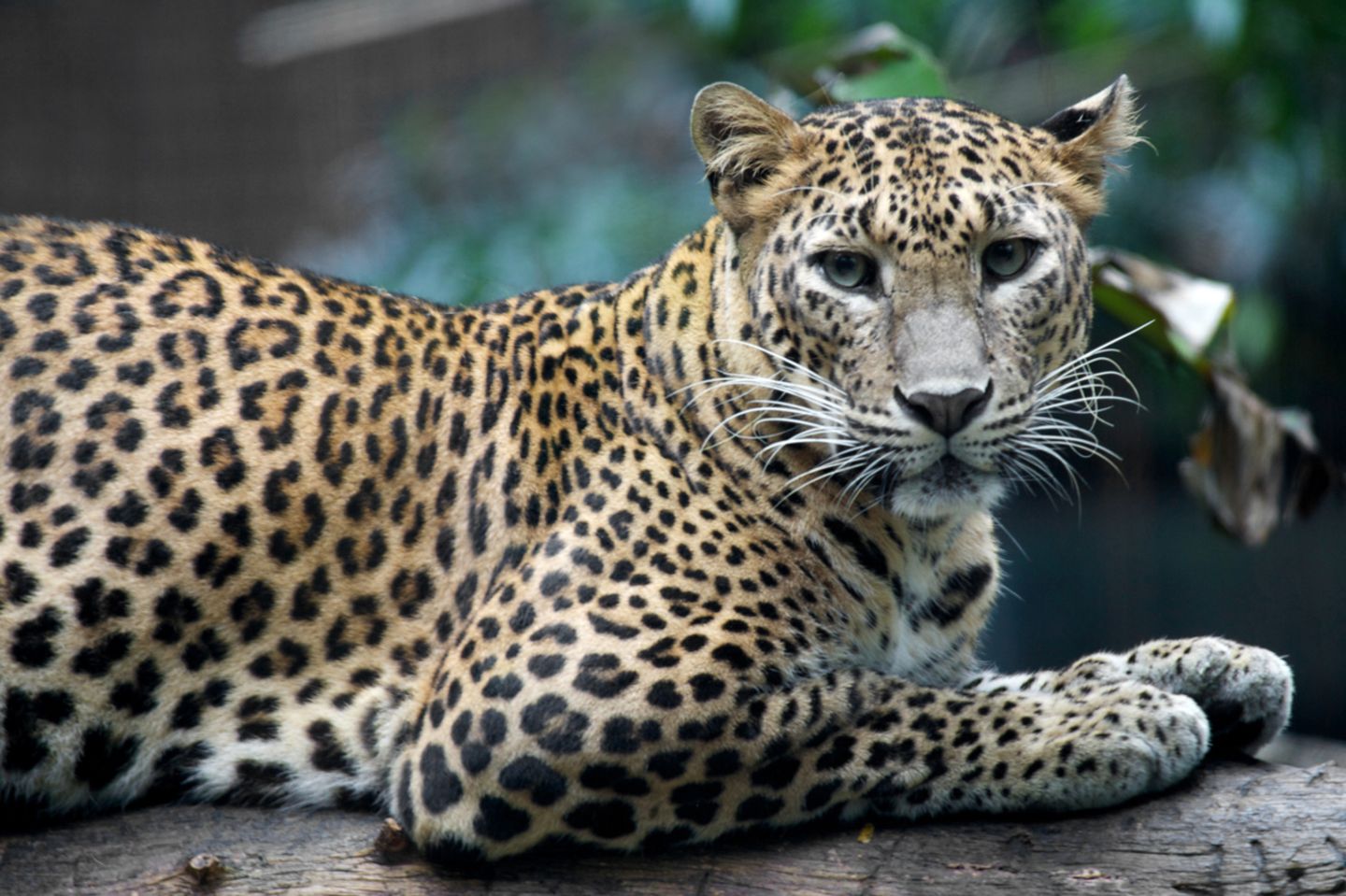 Englische Redewendung: A leopard cannot change its spots