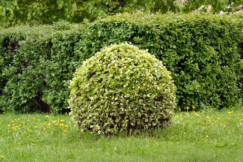Englische Redewendung: Beat about the bush