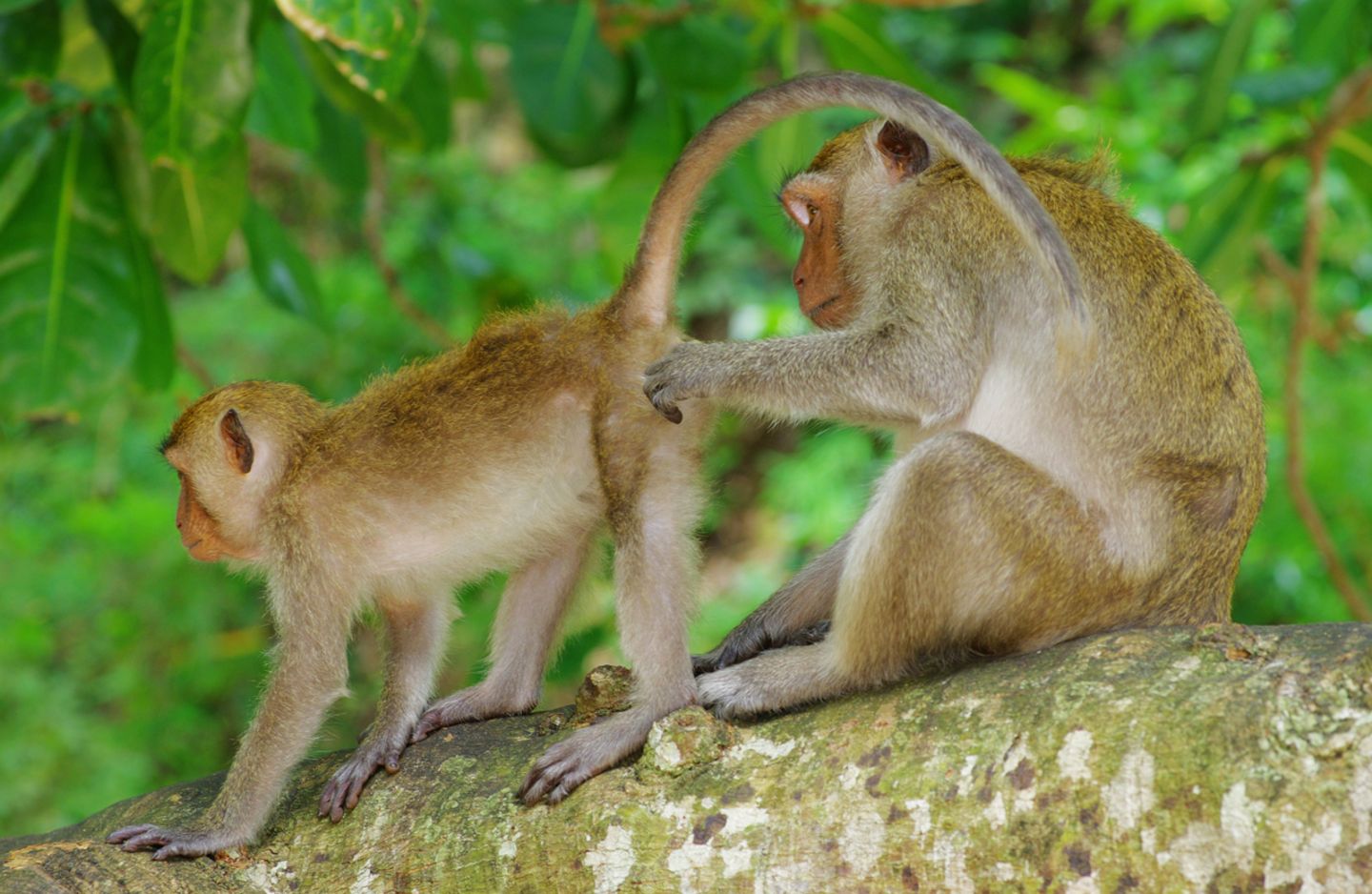 Englische Redewendung: I'll be a monkey's uncle
