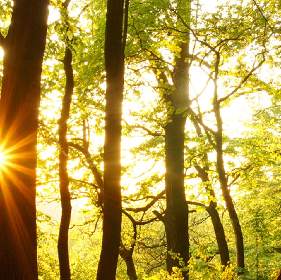 Gib mir fünf: Fünfmal staunen über den Wald