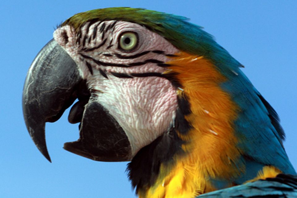 Tierlexikon: Papageien - von Kopf bis Fuß