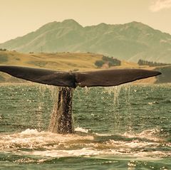 Wikinger: Wale - Was die Tiere den Wikingern alles gaben