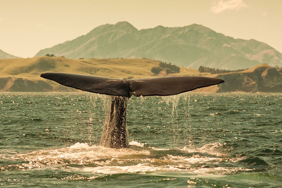 Wikinger: Wale - Was die Tiere den Wikingern alles gaben