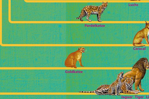 Evolution: Der große Stammbaum der Katzen