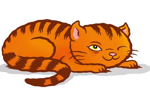 Tiersprache: Katzensprache für Anfänger