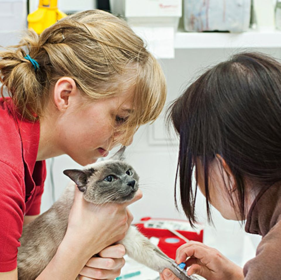 Tierklinik: Ein Tag in der Katzenklinik