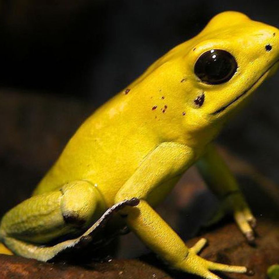 Tiere: Bedrohte Tierarten im Amazonas
