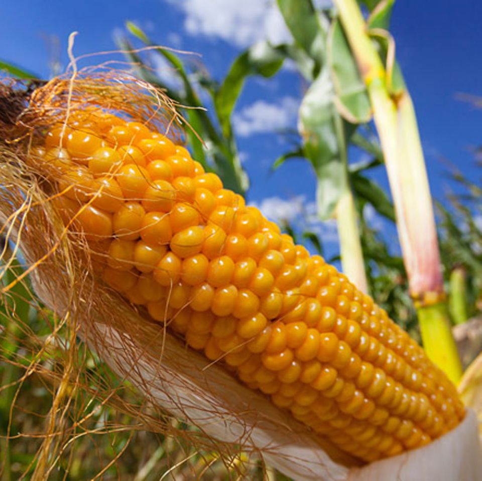 Ernährung: Genmais: Superpflanze oder Albtraumgewächs?