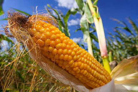 Ernährung: Genmais: Superpflanze oder Albtraumgewächs?