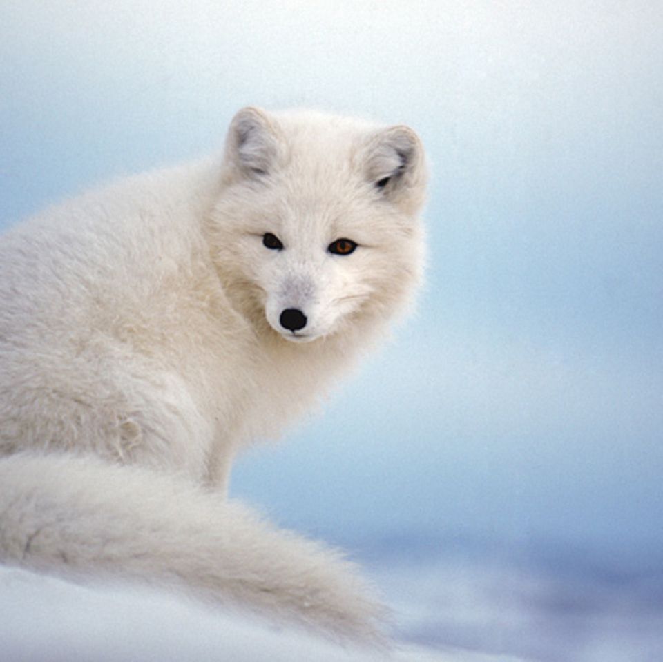 Tiere: Temperatur-Tricks