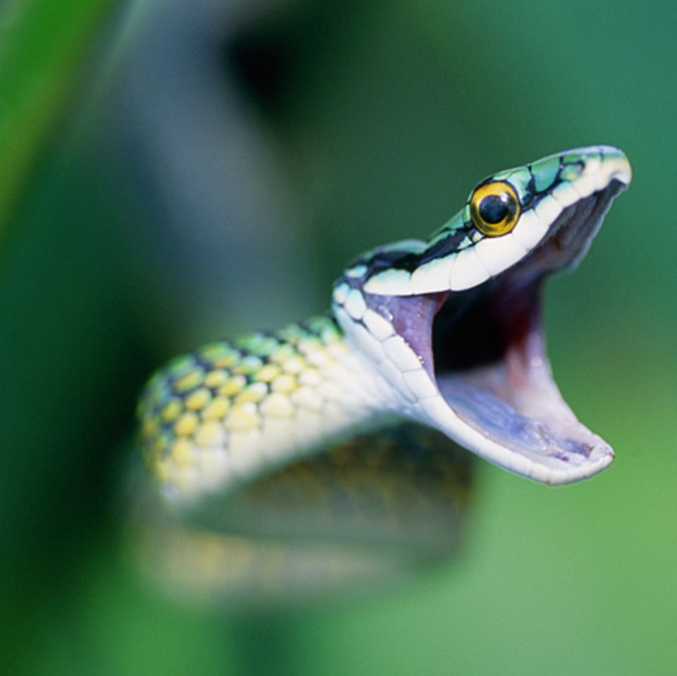 Reptilien: Schlangen - Die leisen Jäger