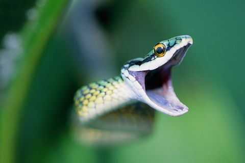 Reptilien: Schlangen - Die leisen Jäger