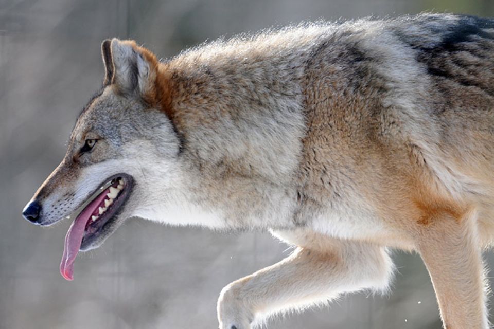 Wölfe: Wölfe - Die Rückkehr der Räuber